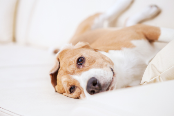 A brown and white dog is lying on its back on a light-colored couch, looking relaxed and comfortable.