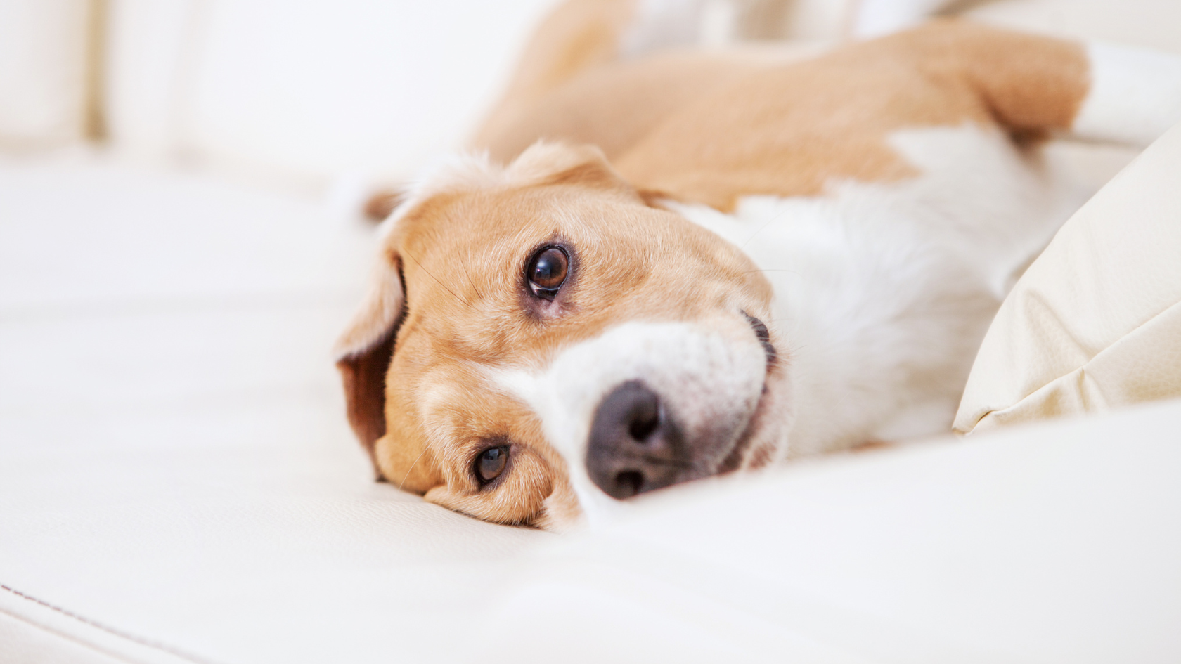 A brown and white dog is lying down on a light-colored sofa, looking relaxed and content.