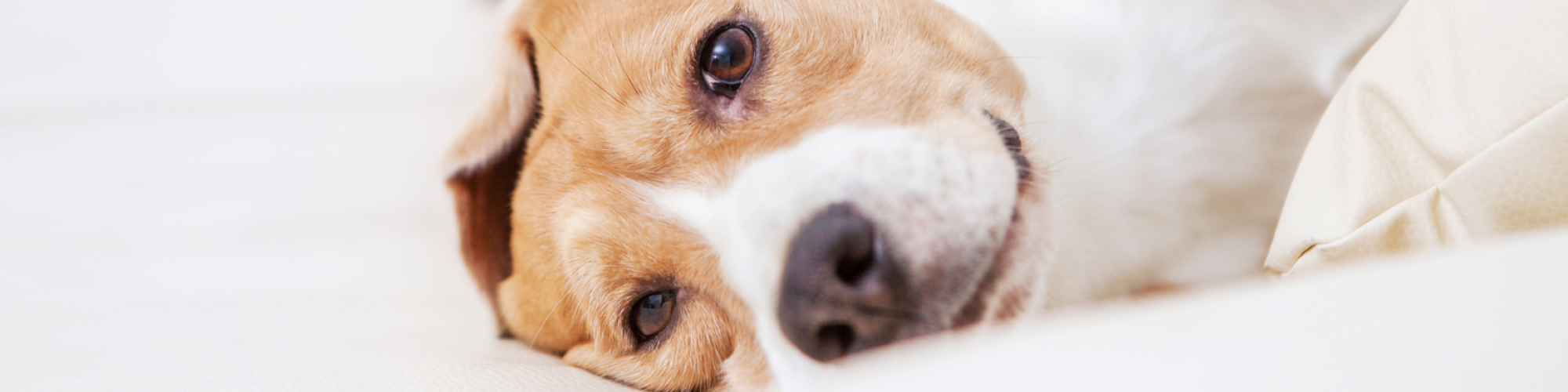 A brown and white dog is lying down on a light-colored sofa, looking relaxed and content.