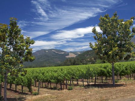 A vineyard with rows of grapevines is set against a backdrop of hills and a partly cloudy sky, framed by two trees in the foreground.