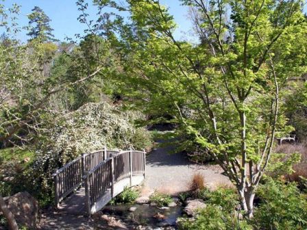 A serene garden scene with a small bridge over a stream, surrounded by lush green trees and foliage, under a bright blue sky.