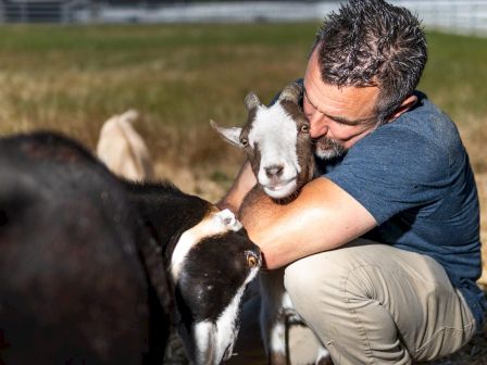 A man is hugging a goat in a field while another goat stands nearby, with a background of green grass and a fence.