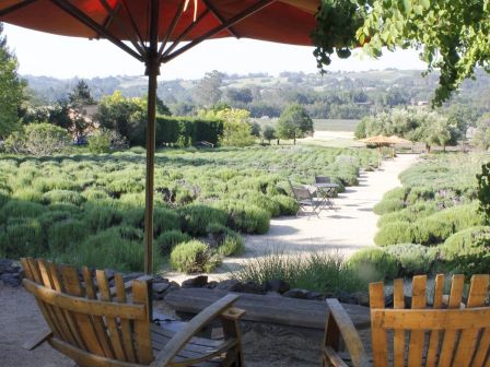 Two wooden chairs under an umbrella, overlooking a lush garden with green bushes and a pathway winding through it on a sunny day.