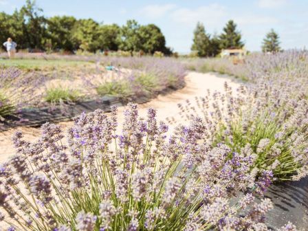 The image shows a lavender field with blooming lavender plants along a dirt path, and a few people in the background under a clear sky.