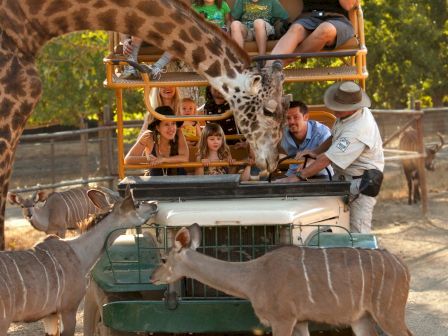 People on a safari ride feed giraffes, surrounded by deer-like animals, as a safari guide assists them, blending adventure with close wildlife encounters.