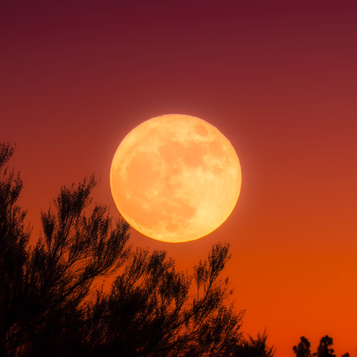 A large, bright, full moon rises against a gradient sky ranging from purple to orange, with silhouetted tree branches in the foreground.