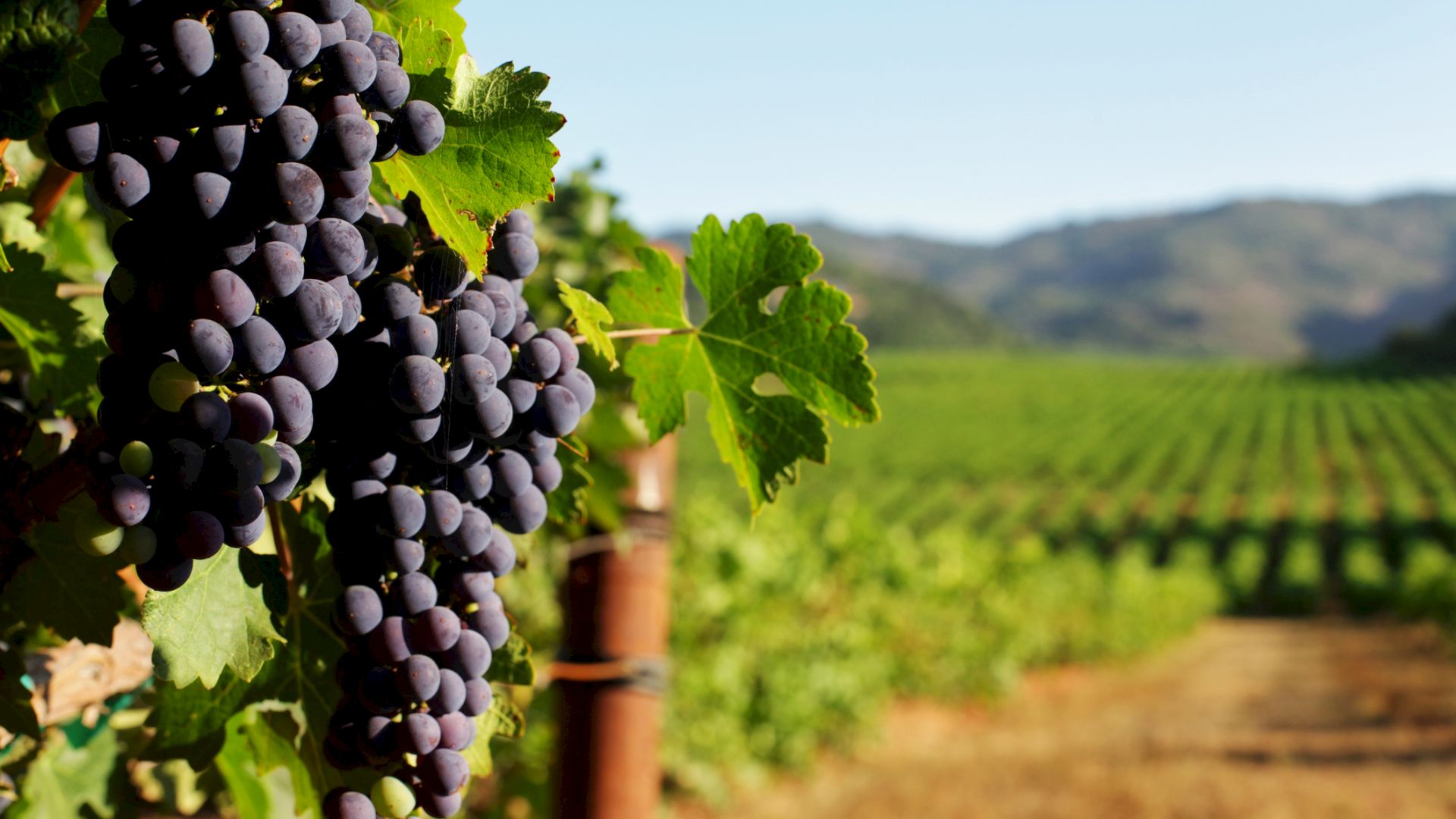 The image shows a cluster of dark grapes hanging from a vine in a vineyard, with rows of grapevines and a mountainous background.