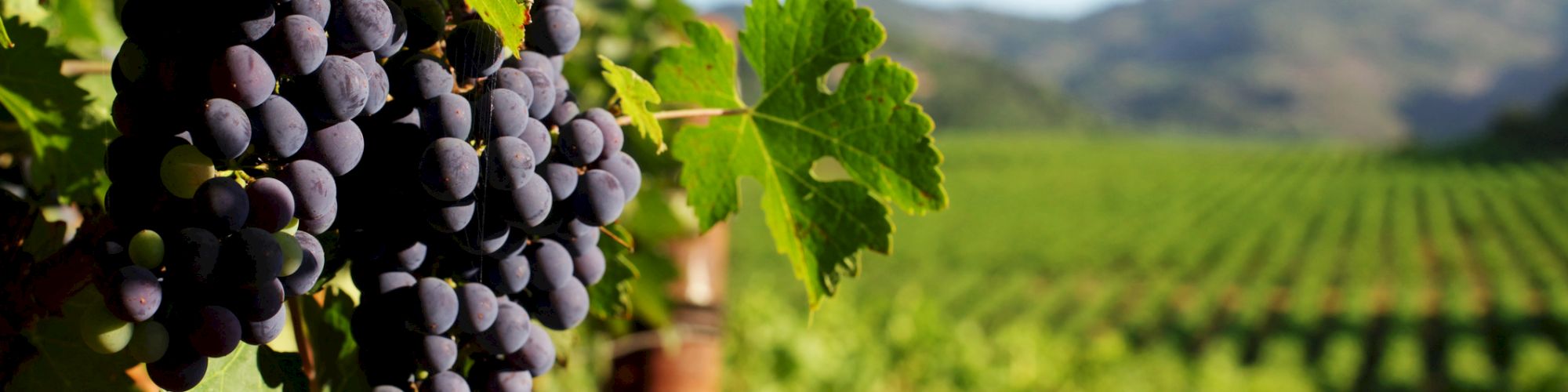 The image shows a cluster of dark grapes hanging from a vine in a vineyard, with rows of grapevines and a mountainous background.